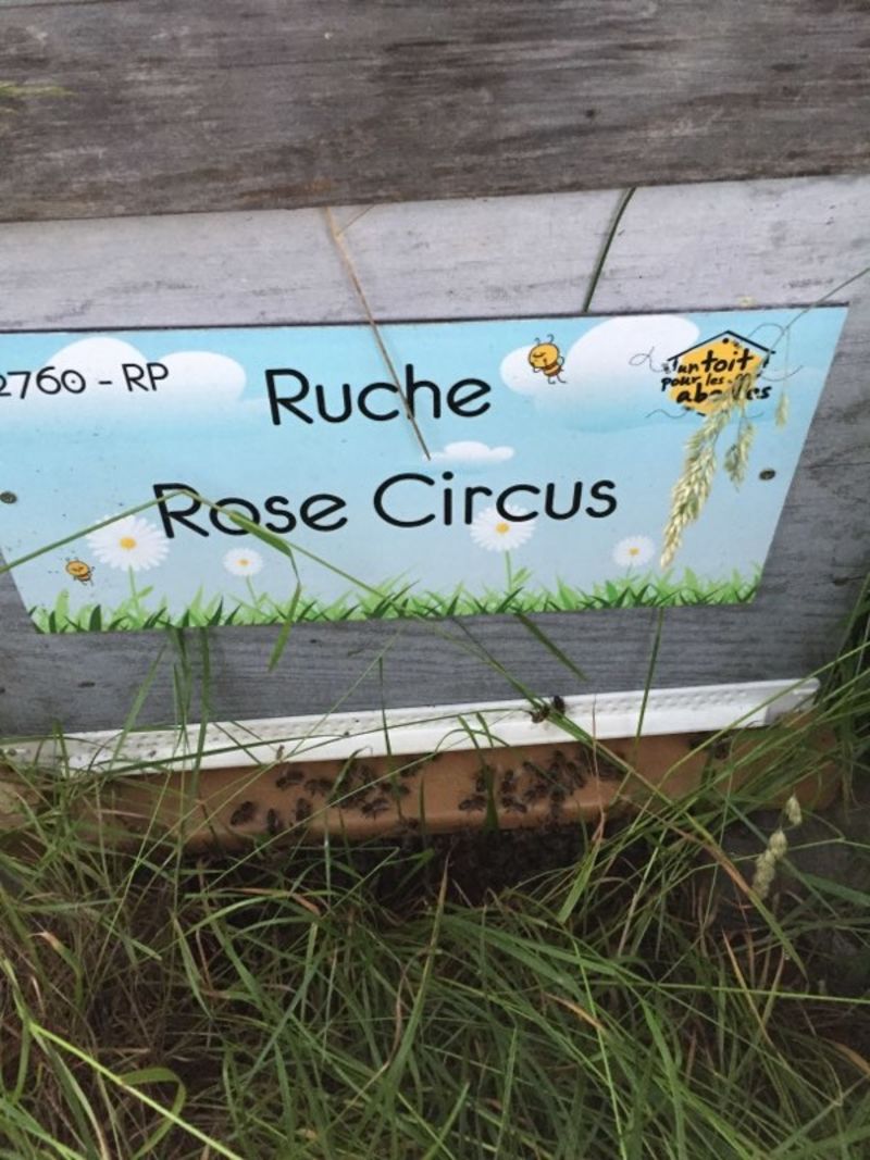 La ruche Rose Circus