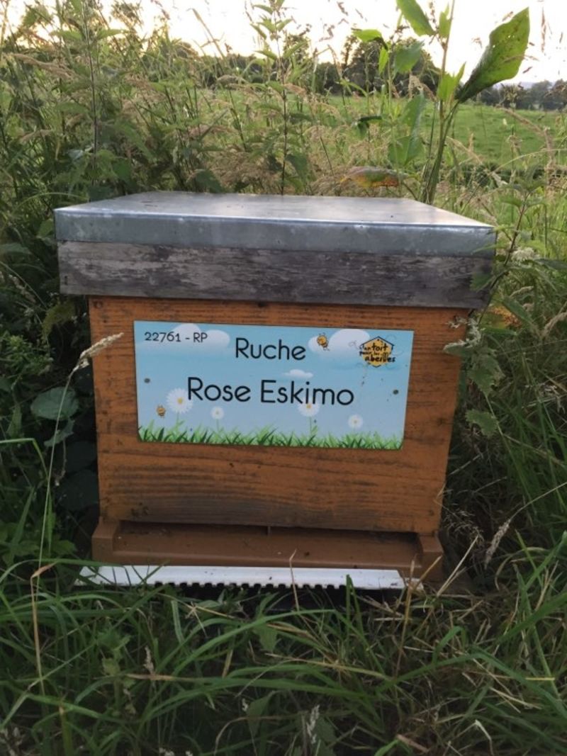 La ruche Rose Eskimo
