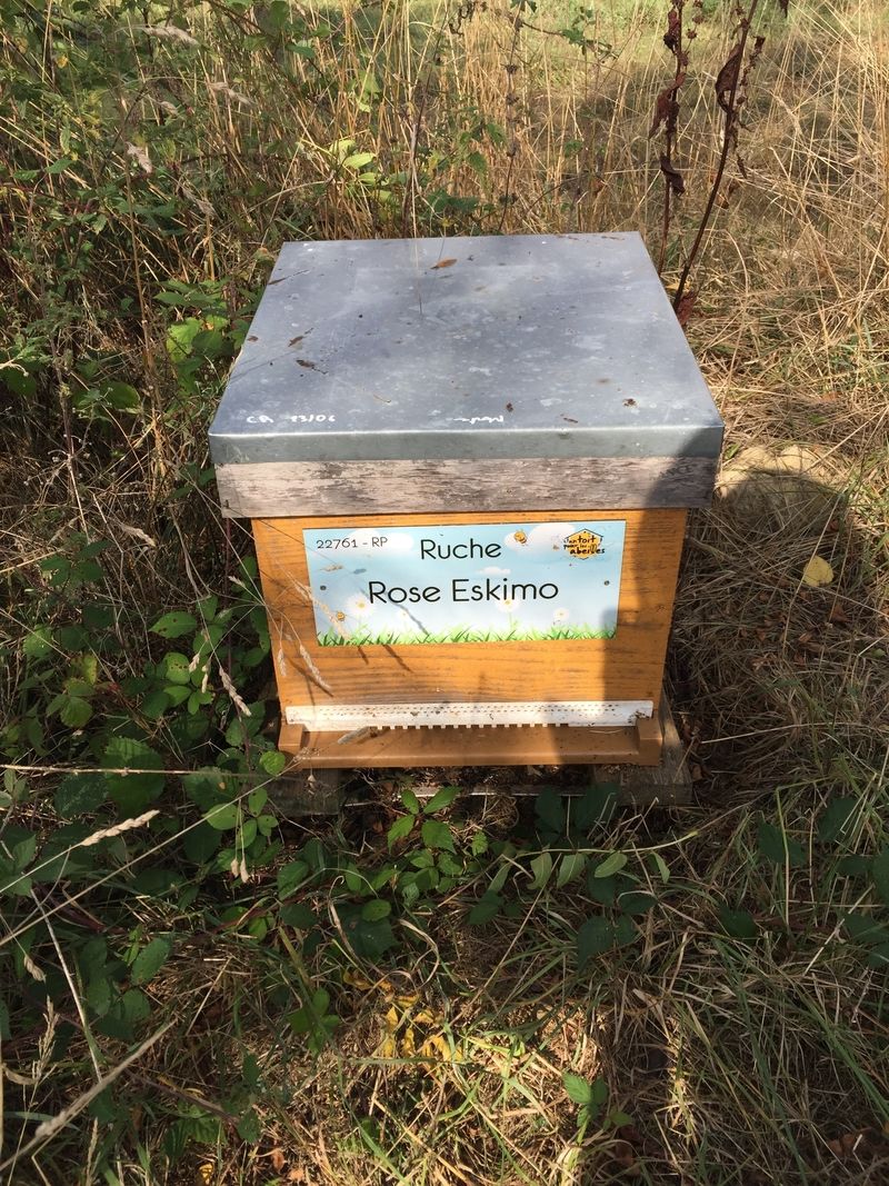 La ruche Rose Eskimo