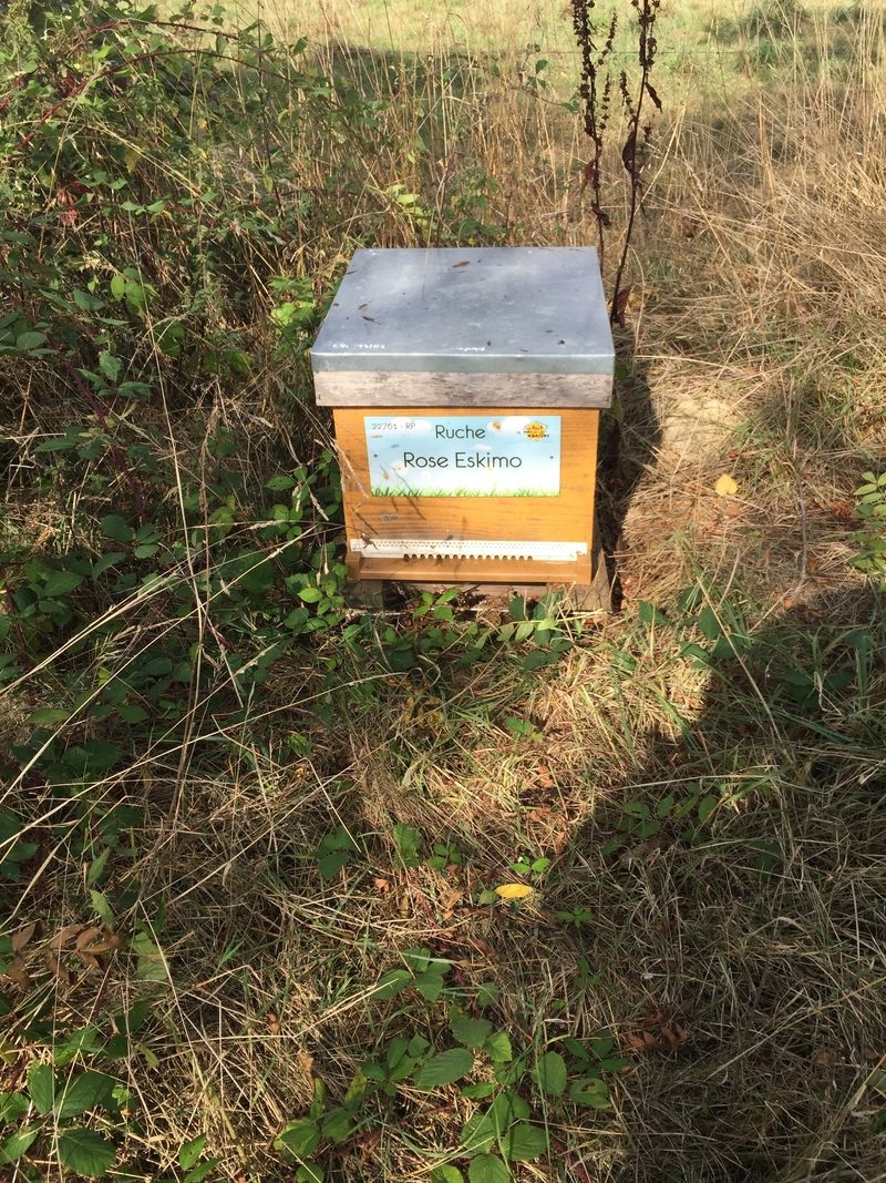La ruche Rose Eskimo