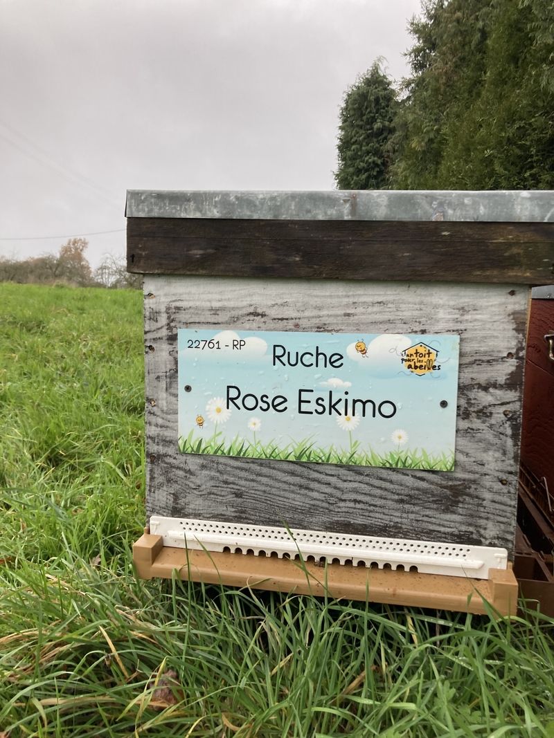 La ruche Rose Eskimo