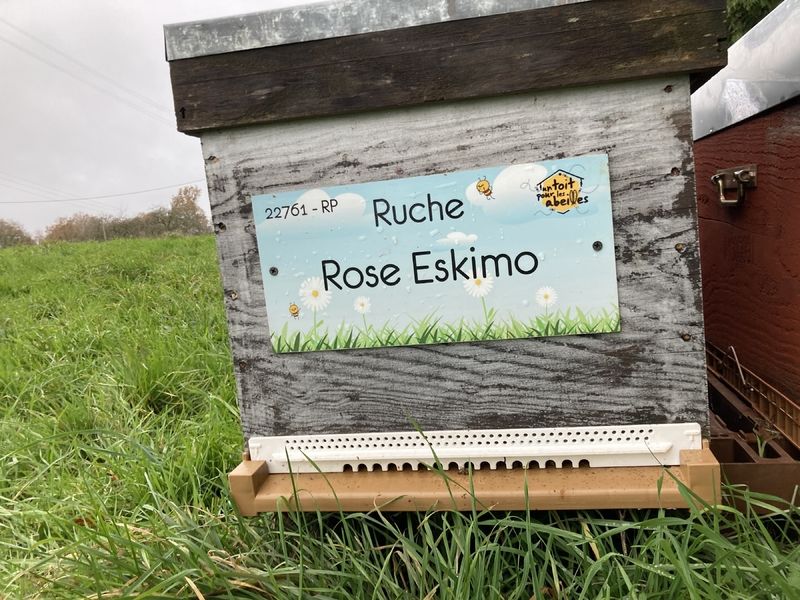 La ruche Rose Eskimo