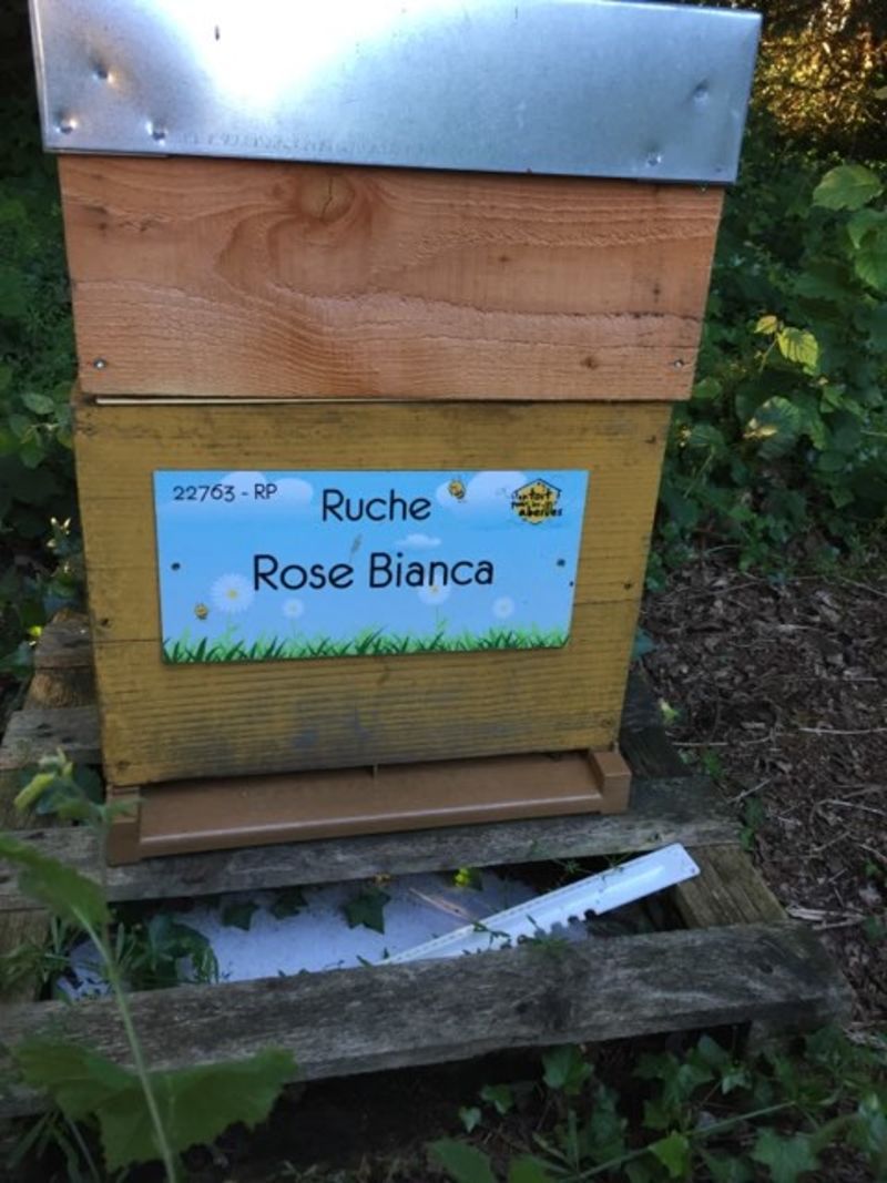 La ruche Rose Bianca