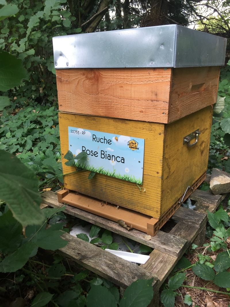 La ruche Rose Bianca
