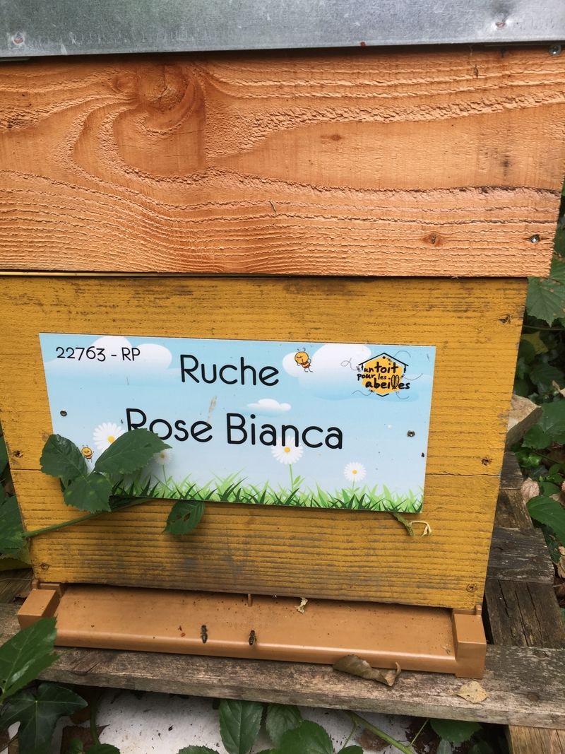 La ruche Rose Bianca