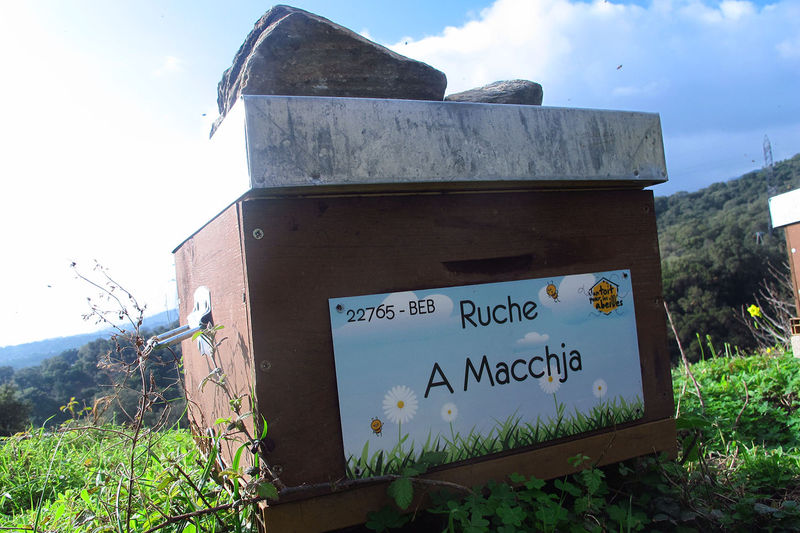 La ruche A Macchja