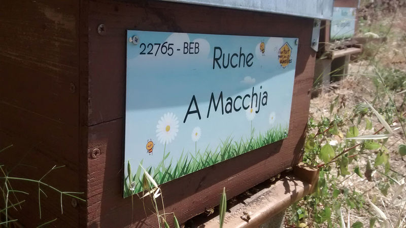 La ruche A Macchja