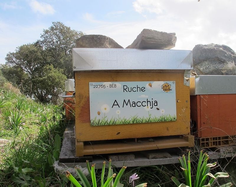 La ruche A Macchja