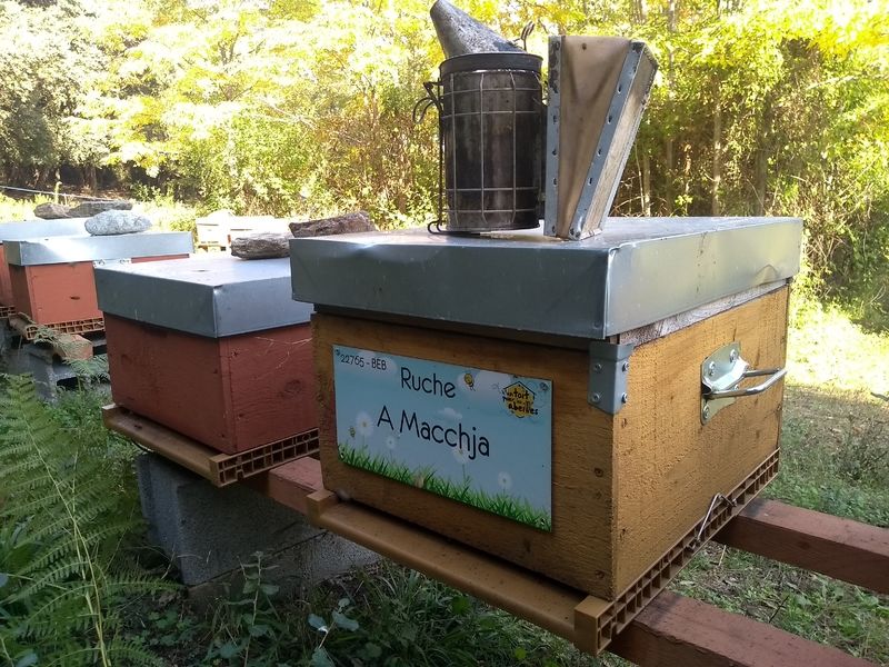 La ruche A Macchja