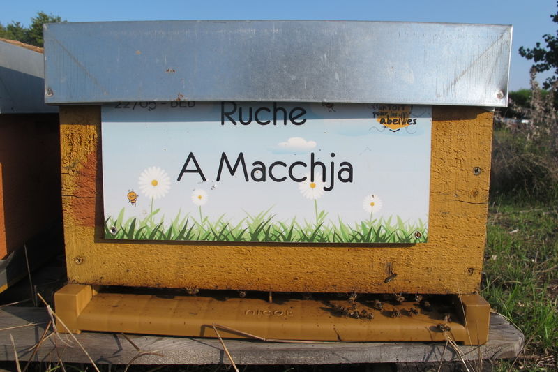 La ruche A Macchja