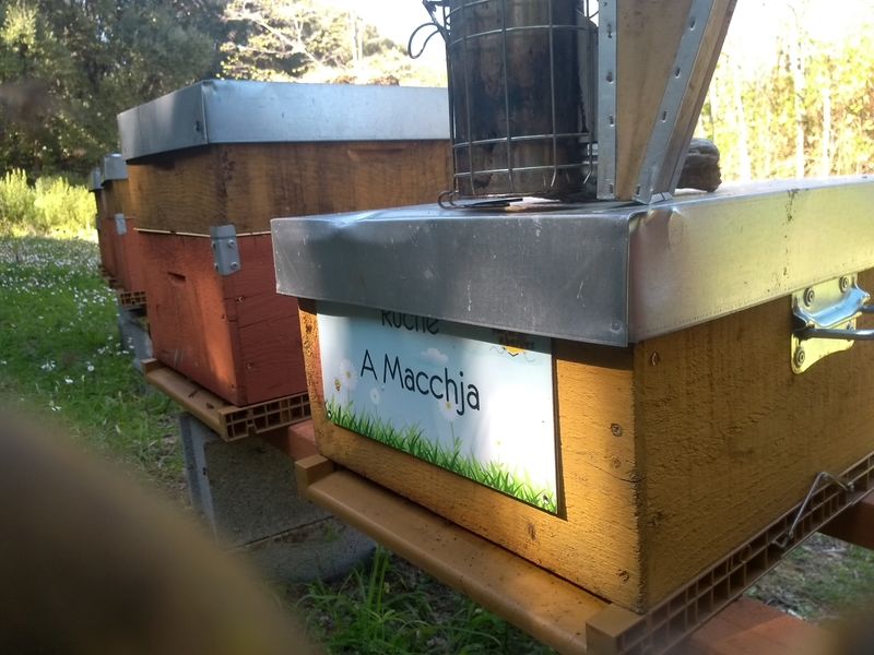 La ruche A Macchja
