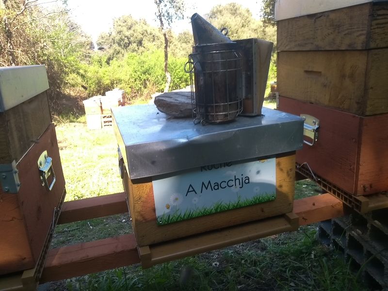 La ruche A Macchja