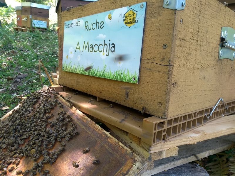 La ruche A Macchja