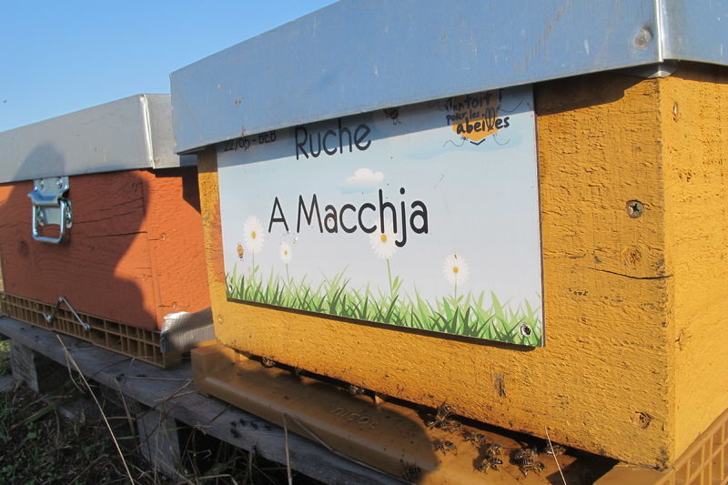 La ruche A Macchja