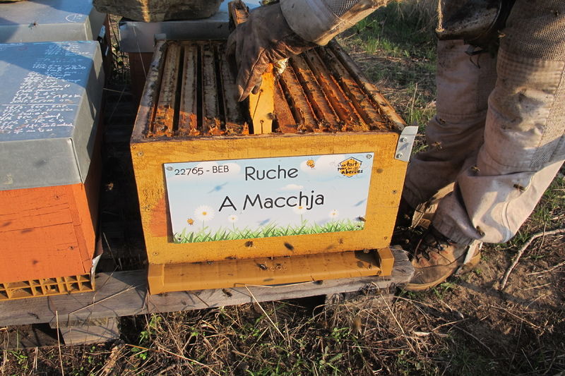 La ruche A Macchja