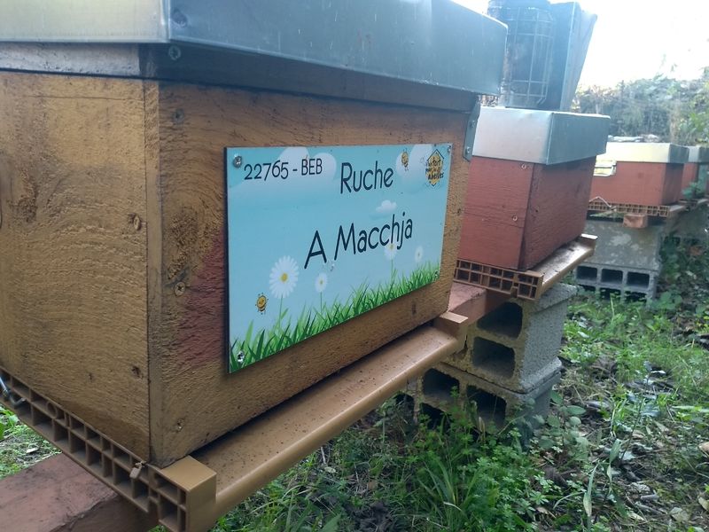La ruche A Macchja