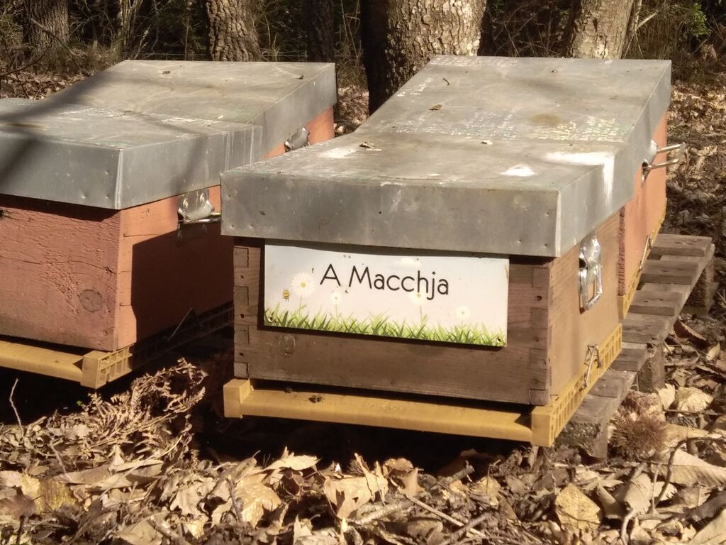 La ruche A Macchja