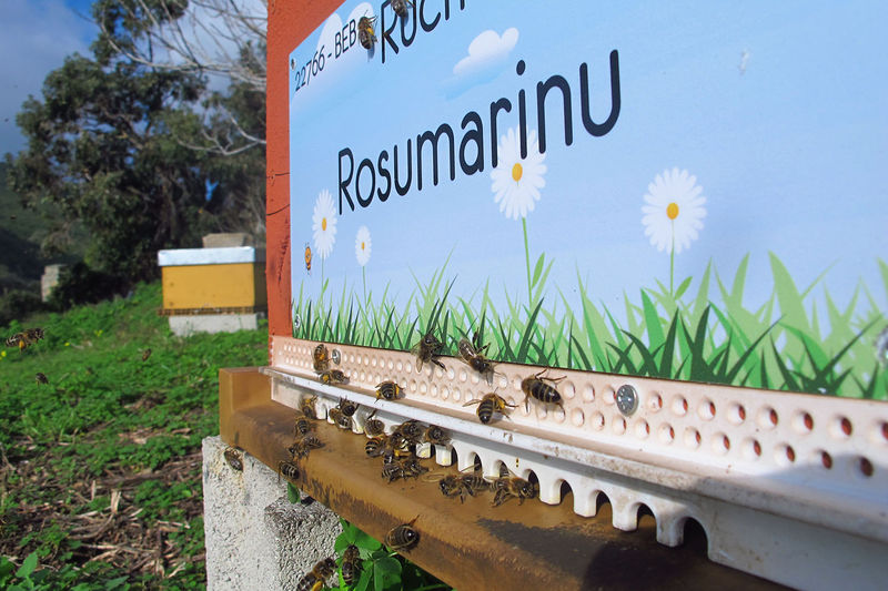 La ruche Rosumarinu
