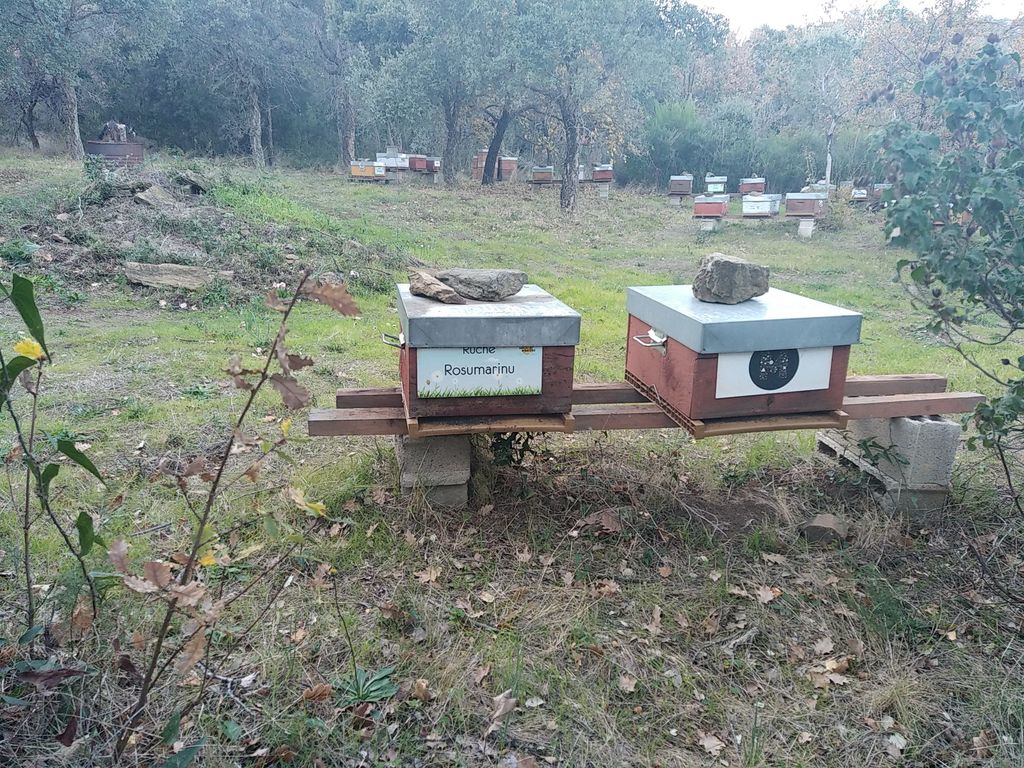 La ruche Rosumarinu