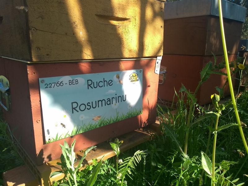 La ruche Rosumarinu