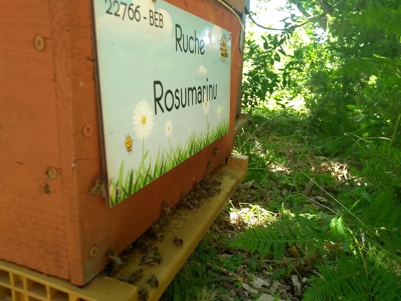 La ruche Rosumarinu