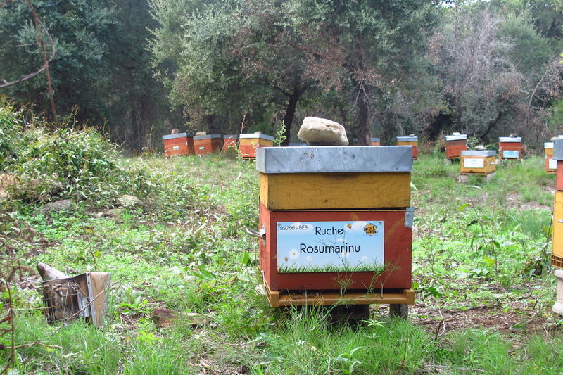 La ruche Rosumarinu