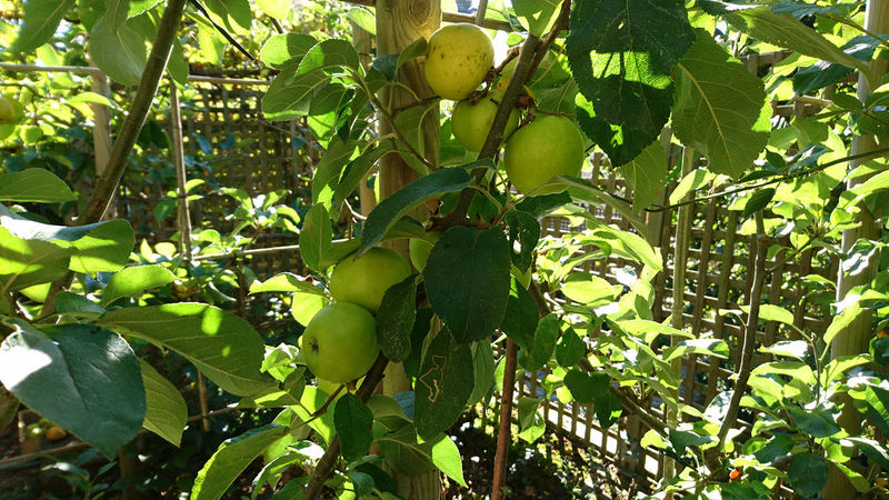 La ruche Louis Le Pieux