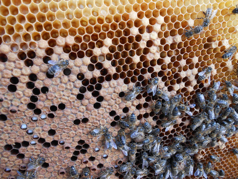 La ruche Louis Le Pieux