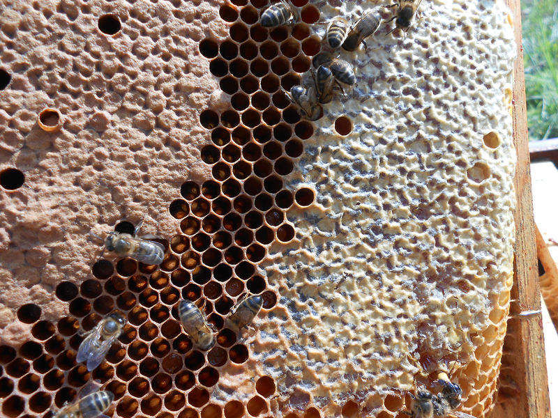 La ruche Louis Le Pieux