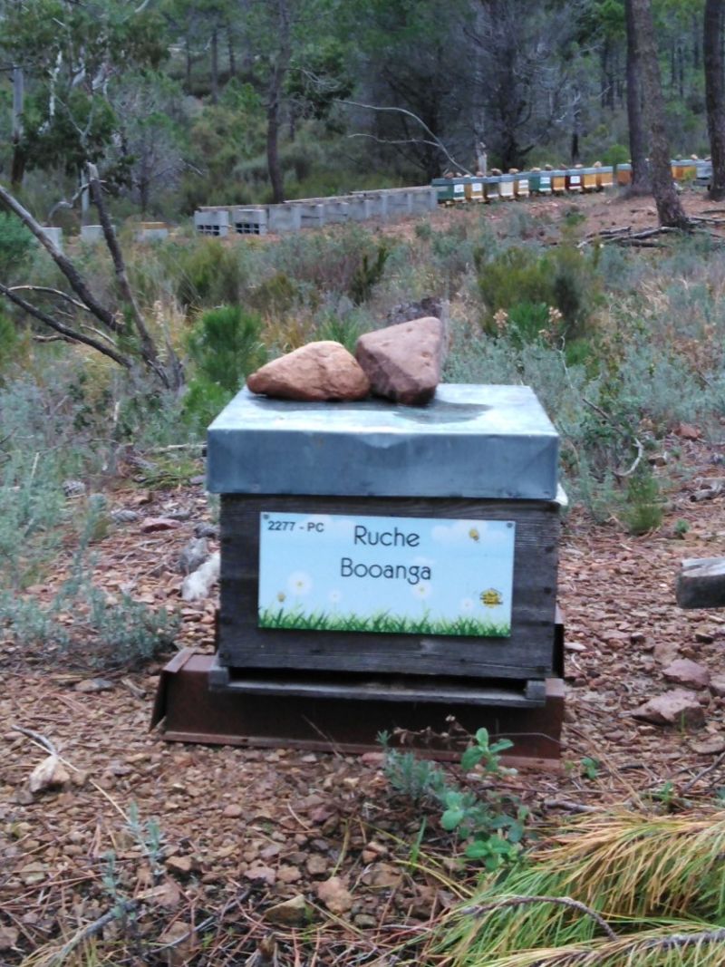 La ruche Booanga