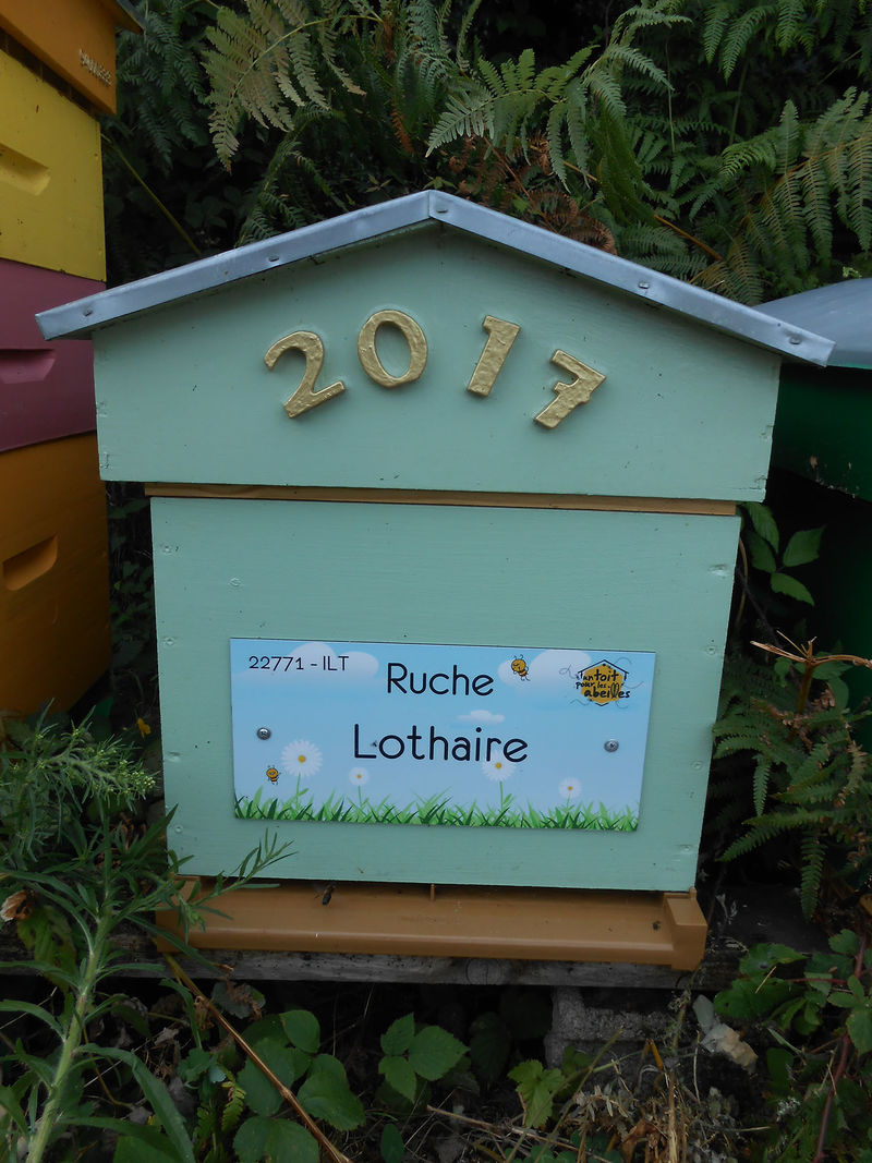 La ruche Lothaire