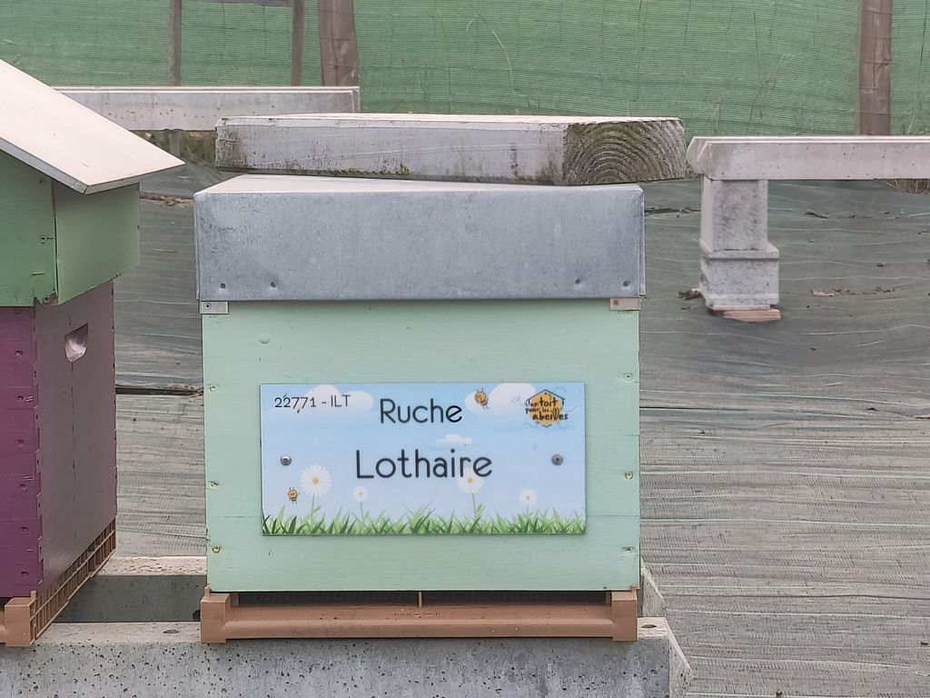 La ruche Lothaire