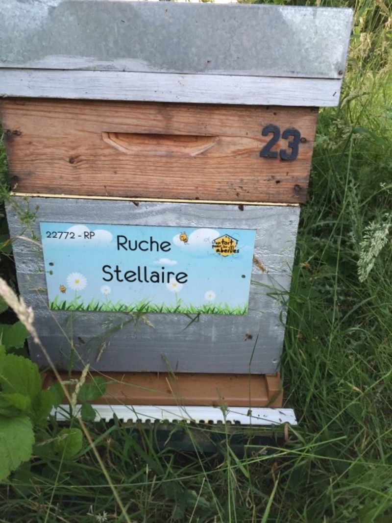 La ruche Stellaire