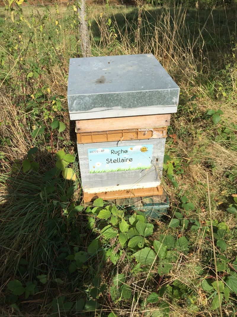 La ruche Stellaire