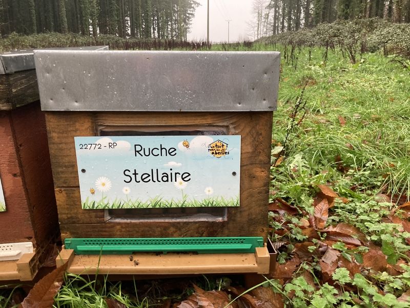 La ruche Stellaire