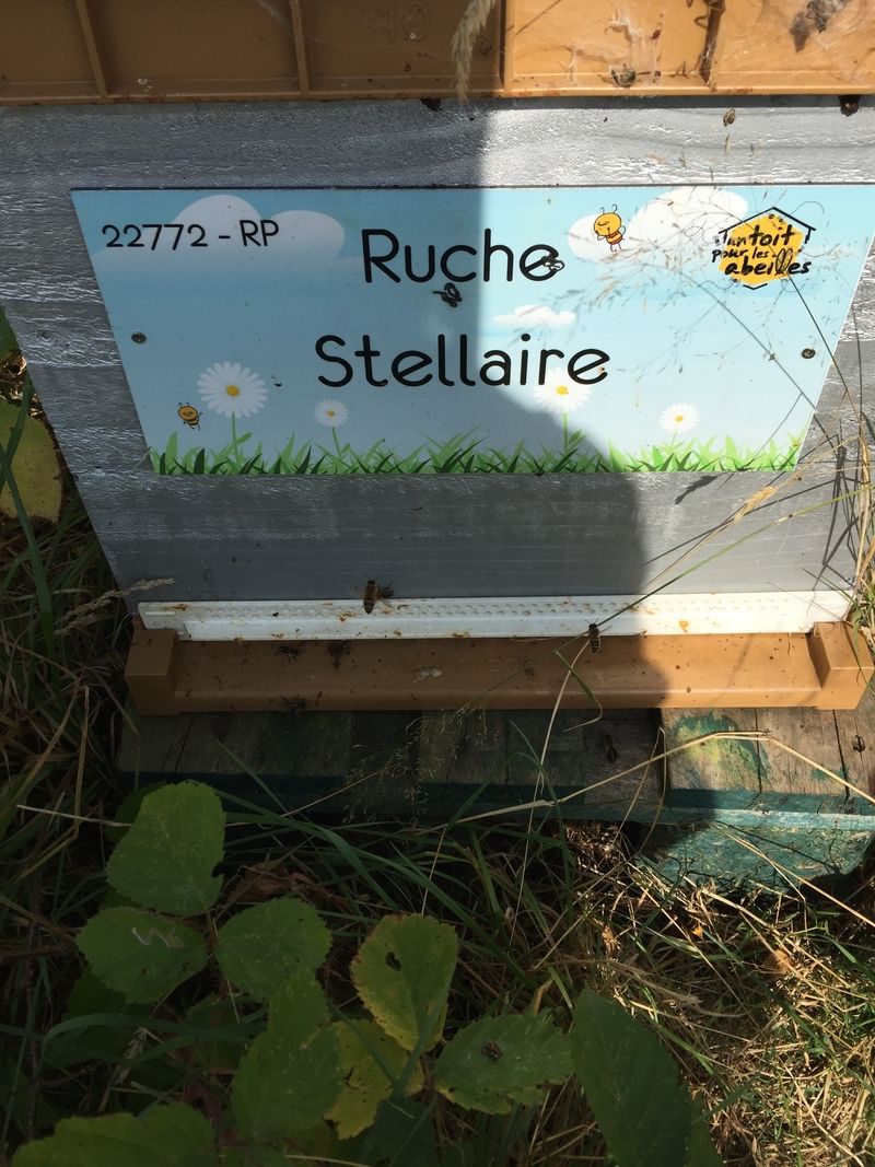 La ruche Stellaire