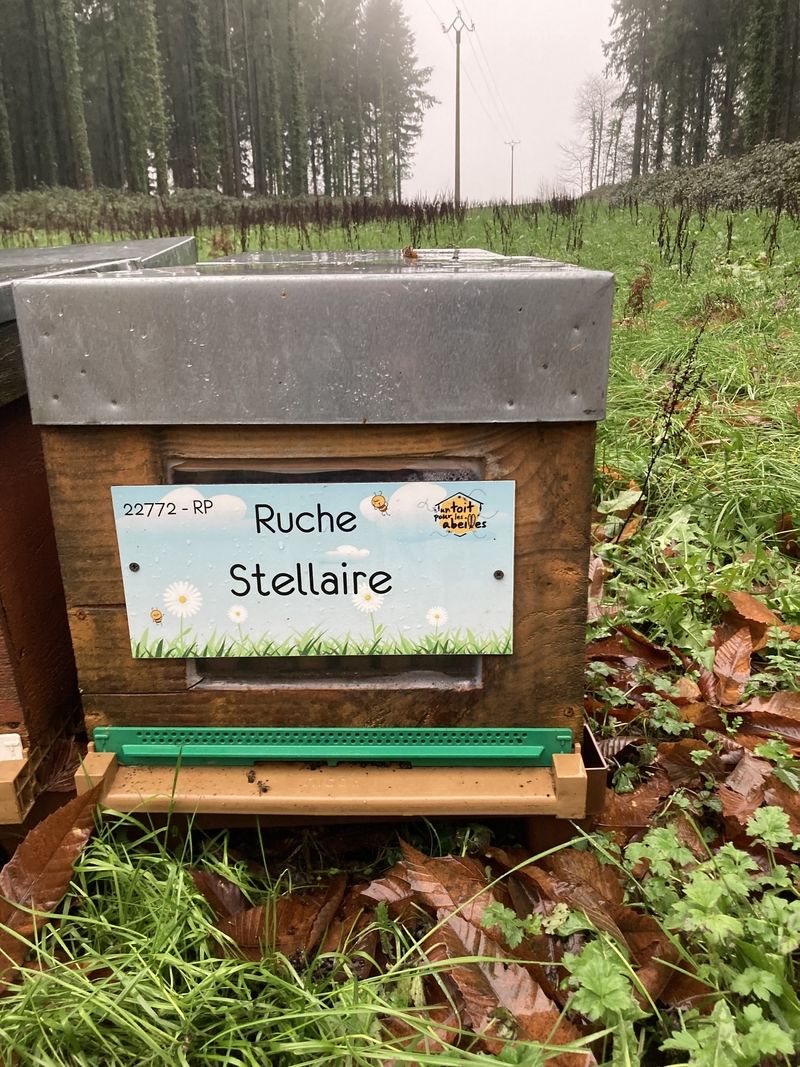 La ruche Stellaire