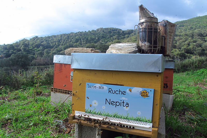 La ruche