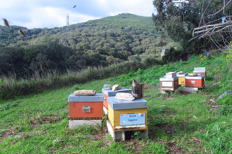 La ruche Nepita
