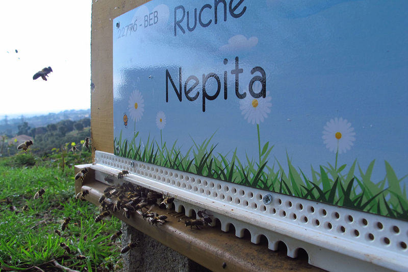 La ruche Nepita