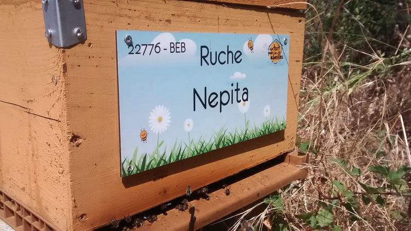 La ruche Nepita
