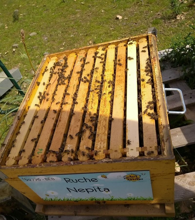La ruche Nepita