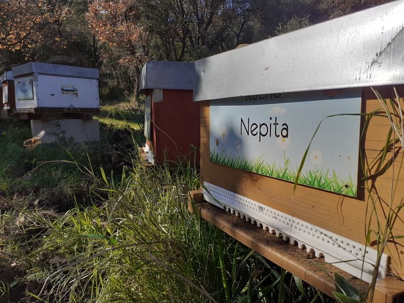 La ruche Nepita