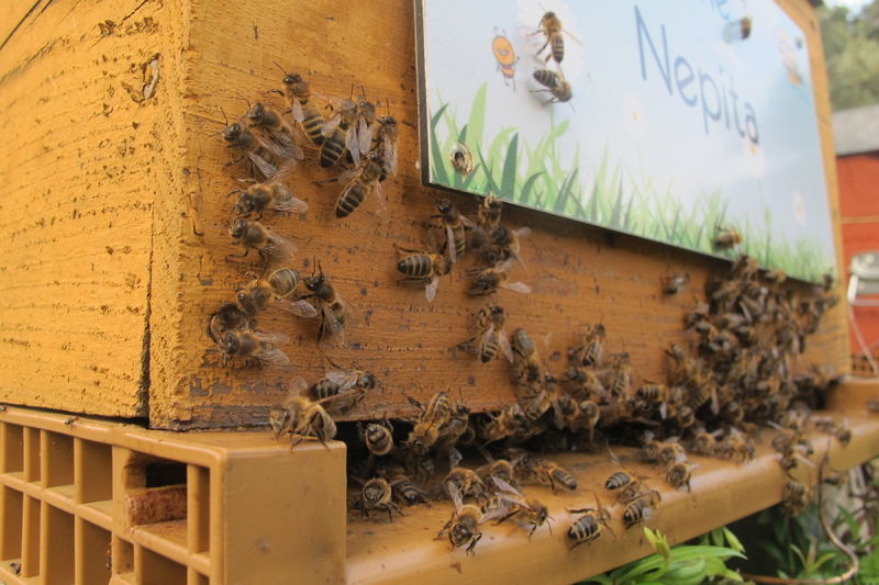 La ruche Nepita