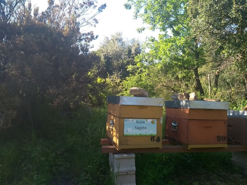 La ruche Nepita