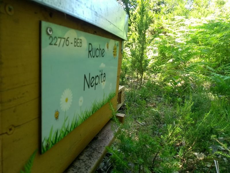 La ruche Nepita