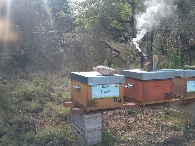 La ruche Nepita