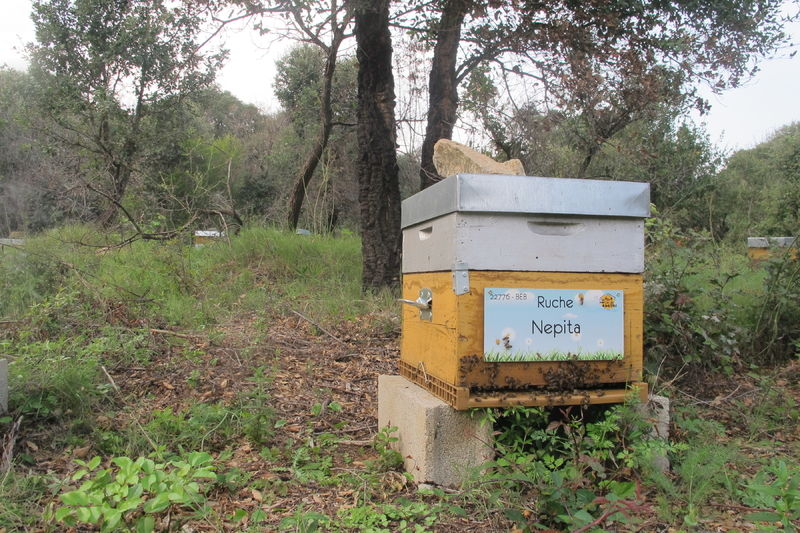 La ruche Nepita
