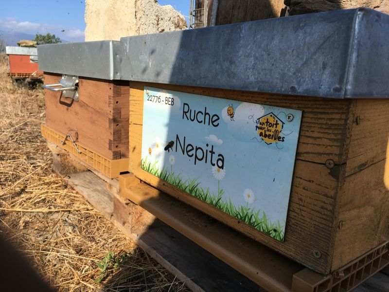 La ruche Nepita