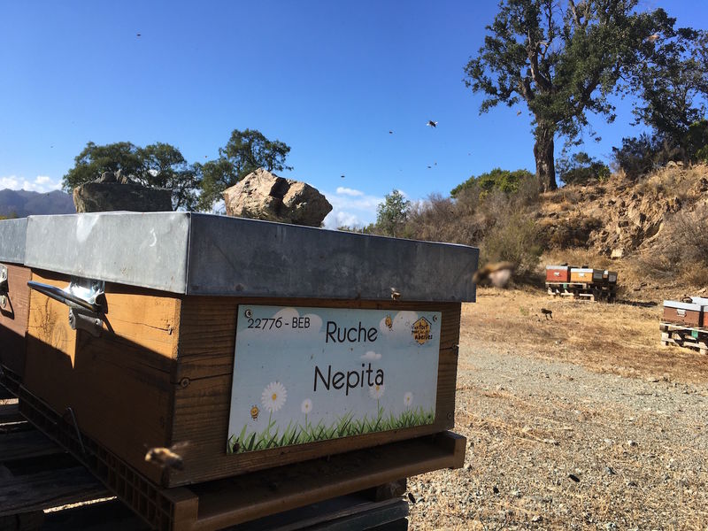 La ruche Nepita